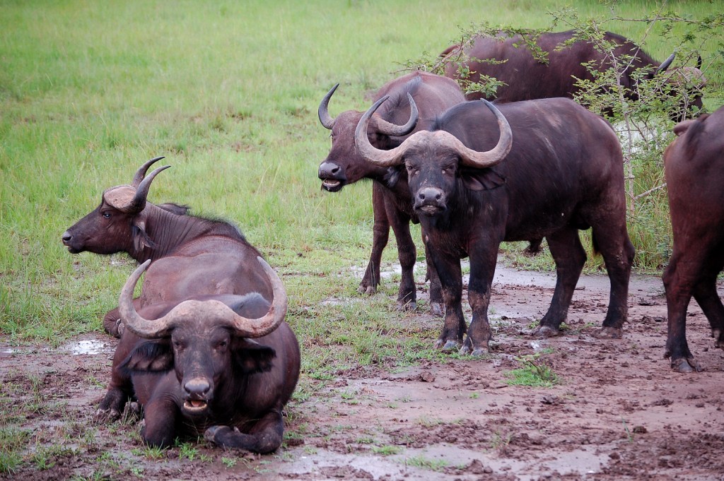 Budget Safari Lake Mburo National Park Uganda