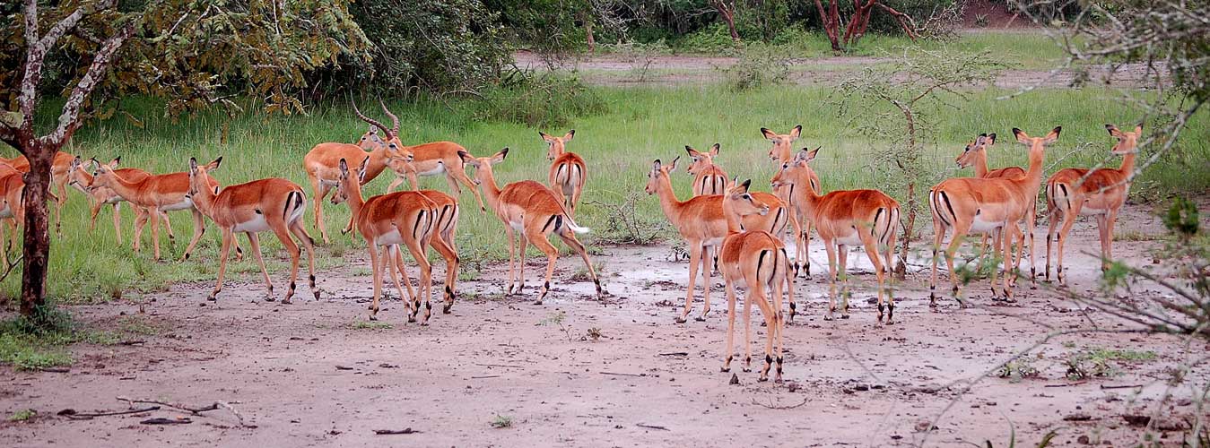 4 Days Lake Mburo Budget Tour, day & night game drives, boat cruise