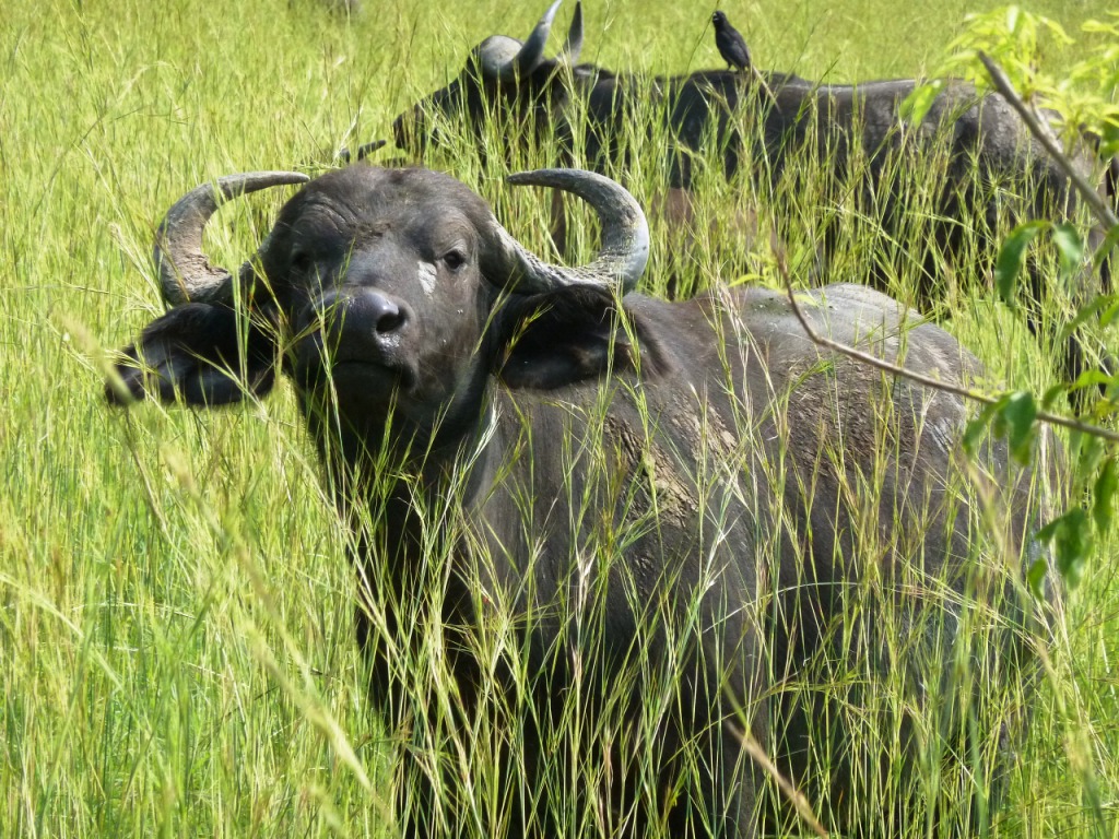 2 Days Lake Mburo Budget Wildlife Safari - Lake Mburo National Park