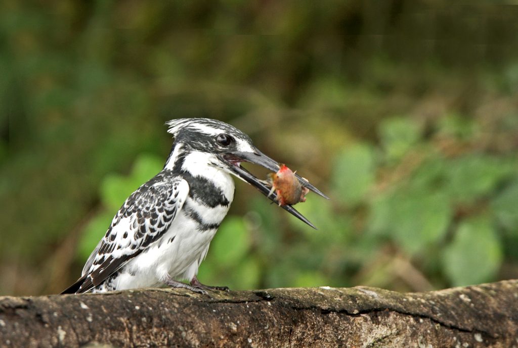 Bird watching in Lake Mburo National Park, part of 5 Days Budget Uganda Safari in Lake Mburo